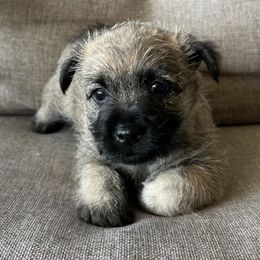 Mr. Blue - Silver wheaten male Cairn Terrier puppy in Pottersville, Missouri from Cairn Terriers of Heatherridge,LLC