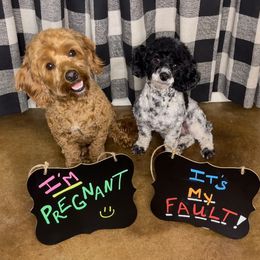 Goldendoodles from Puppy Love of Pottsboro