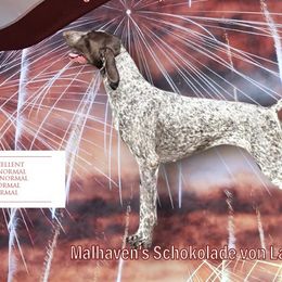 Schok - German Shorthaired Pointer