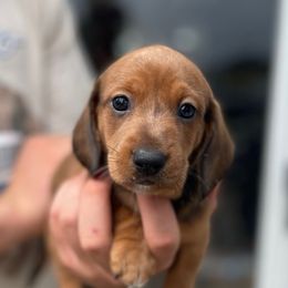 KODA - Dapple male Dachshund puppy in Purdy, Missouri from Shotgun Pups