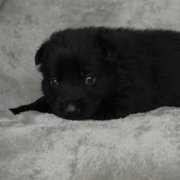 Pink Girl - Black coat - Sable female German Shepherd puppy in Elijay, Georgia from Mission K9
