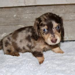 Daffy - Dapple male Dachshund puppy in Paris, Texas from Kuttin’ Up Mini Aussies