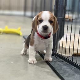 Beagle Puppies from Leslie Beagles of Leslie Farm