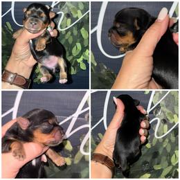 Gracie - Black and gold female Morkie puppy in Cleveland, Tennessee from Moody’s Morkies and More