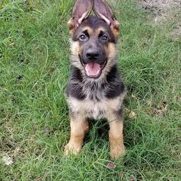 German Shepherds and Rottweilers from Dreamweaver Kennels