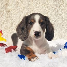 2800..Cruella black and tan dapple pie - Piebald female Dachshund puppy in Winter Haven, Florida from Gateway 2 Little Paws