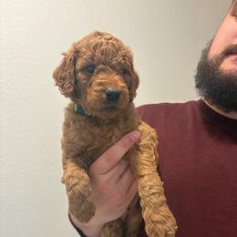 Ghost - Red  male Goldendoodle puppy in Richmond, Texas from Harper’s Heartbeats