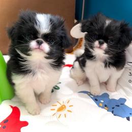 Winston - Black tan and white male Japanese Chin puppy in Davisville, Missouri from Uniquely Yours, Shelly’s Japanese Chins