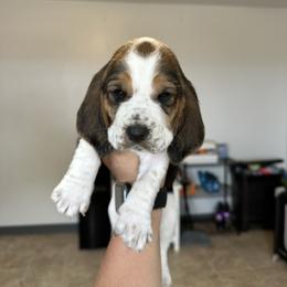 Girl 3 - Black brown and white female Basset Hound puppy in Las Animas, Colorado from J&D Dachsies