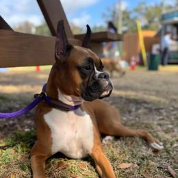 Gigi - Boxer