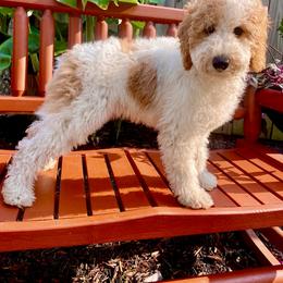 Goldendoodle Puppies from Wrightsville Beach GoldenDoodles