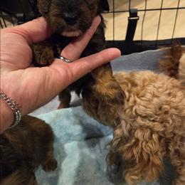 Rufus - Black & tan tri-color male Maltipoo puppy in Everett, Washington from Meadows Ranch