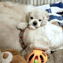 Cocker Spaniel Puppies from Silver Moon Cockers