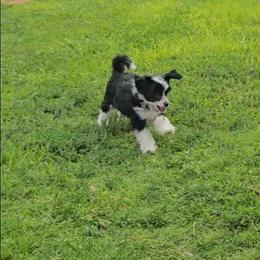 Hailey Long Star Angel - Black and white female Chinese Crested puppy in Amarillo, Texas from Victoria's Chinese Cresteds Long Star Angels