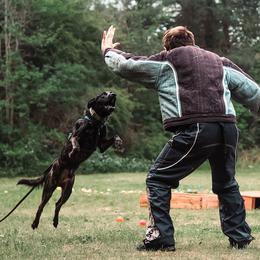 Dutch Shepherd puppies from Bluestone Creek Dutch Shepherds