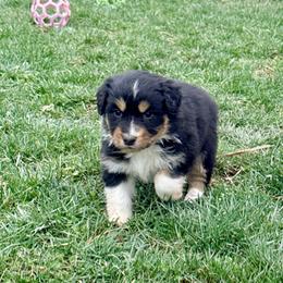 Poppy - Black tri-color female Australian Shepherd puppy in Ashland, Ohio from SS Australian Shepherds