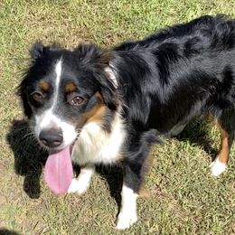 Daisy - Miniature Australian Shepherd