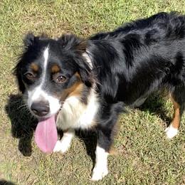 Daisy - Miniature Australian Shepherd