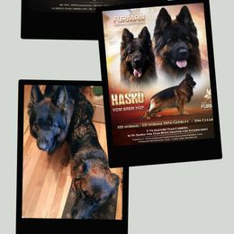 German Shepherd puppies from Furman German Shepherds