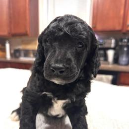 Champ - Blue male Poodle puppy in Denton, Maryland from Cajun Girl Kennels
