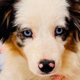 Stella Blue - Blue merle female Miniature American Shepherd puppy in Jonesborough, Tennessee from Bouchard’s Best Shepherds
