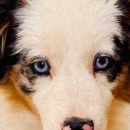 Stella Blue - Blue merle female Miniature American Shepherd puppy in Jonesborough, Tennessee from Bouchard’s Best Shepherds
