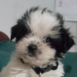Shih Tzus from Rush's Shih Tzus