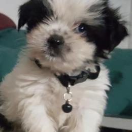 Shih Tzus from Rush's Shih Tzus