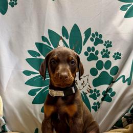 Red Boy - Red and rust male Doberman Pinscher puppy in Centralia, Missouri from TopSpots Farm