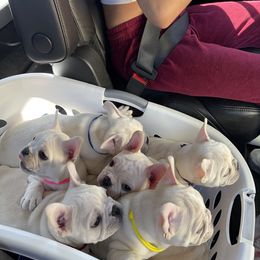 French Bulldog Puppies from Windy Vally Frenchies
