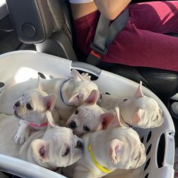 French Bulldog Puppies from Windy Vally Frenchies