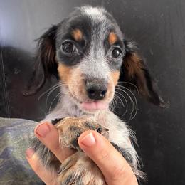 Marmoset - Piebald female Dachshund puppy in Bigfork, Minnesota from Dachshunds Up North