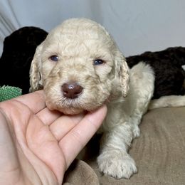 Poodle Puppies from Designer Poodles