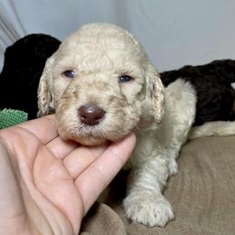 Poodle Puppies from Designer Poodles