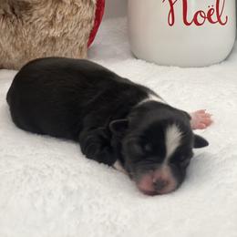 Small BBF-less white - Black & white female Miniature Australian Shepherd puppy in Norco, California from River Springs Aussies
