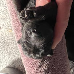 Boy 2 - Labrador Retriever puppy in Menomonee Falls, Wisconsin from Steppinstone Dog Training and Labradors/BC’s