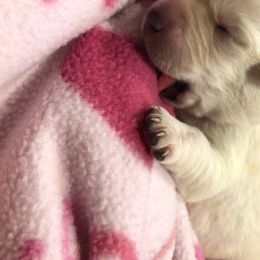 Labrador Retriever Puppies from Saddle Creek West