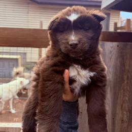 Boy 2 - Brown and white male Siberian Husky puppy in Iron River, Wisconsin from Wiemeri Siberians