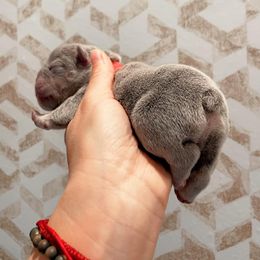 Boy 3 - French Bulldog puppy in New York from Lady French