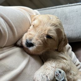 Goldendoodle Puppies from Northern California Doodles & Poodles