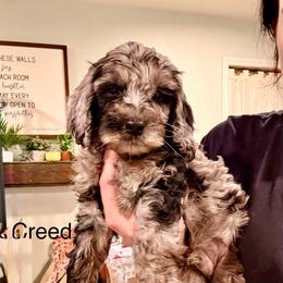 Creed - Merle male Cockapoo puppy in Denver, Pennsylvania from Greenview Puppies