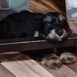 Jasper - Dachshund