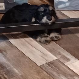 Jasper - Dachshund