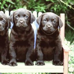 Labrador Retriever Puppies from Wolfpack Labradors