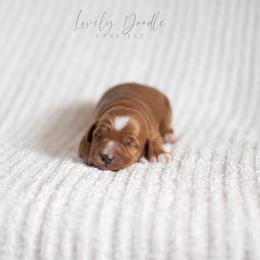 Orange Collar Boy - Red male Australian Labradoodle puppy in Thousand Oaks, California from Lovely Doodle Lane