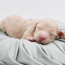 Teal- AKC Import Lines - Cream female Dachshund puppy in Coweta, Oklahoma from Sunnyside Dachshunds