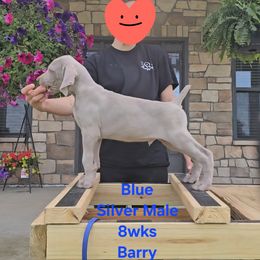 Boy 5 - Silver gray male Weimaraner puppy in Indiana from So-IN Weimaraner's