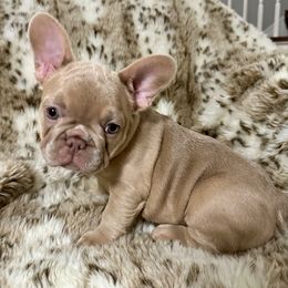 French Bulldog Puppies from The French Bulldog Company LLC