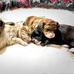 Aussiedoodle Puppies from Paisleys Doodles AK