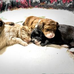 Aussiedoodle Puppies from Paisleys Doodles AK